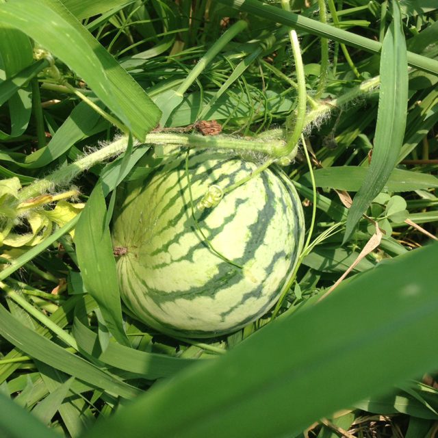 f:id:abotamaki2012:20150802205902j:image:h240