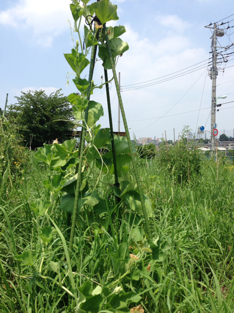 f:id:abotamaki2012:20150802211627j:image:h320