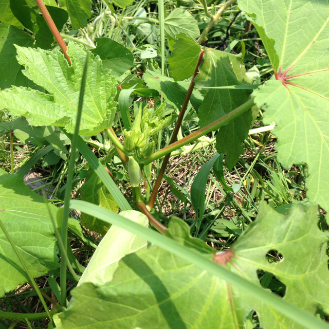 f:id:abotamaki2012:20150802212553j:image:h320