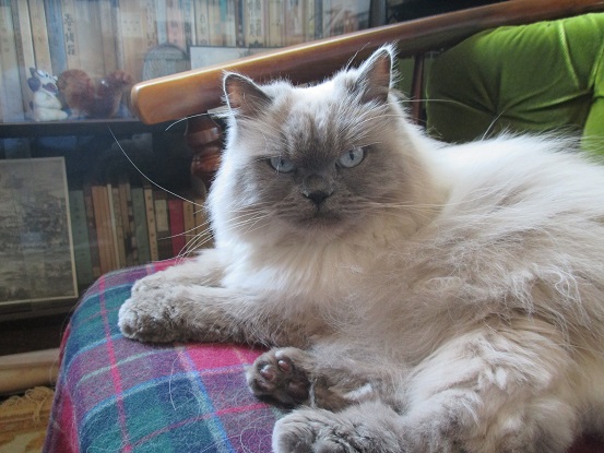 f:id:abraxasm:20210601151139j:plain