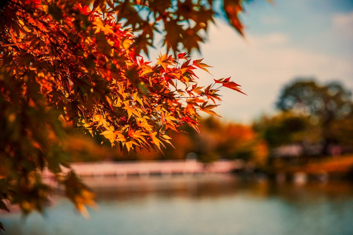 湖畔の紅葉の画像