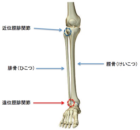 脛腓関節(tibiafibula joint) 画像:脛腓関節(tibiafibula joint)