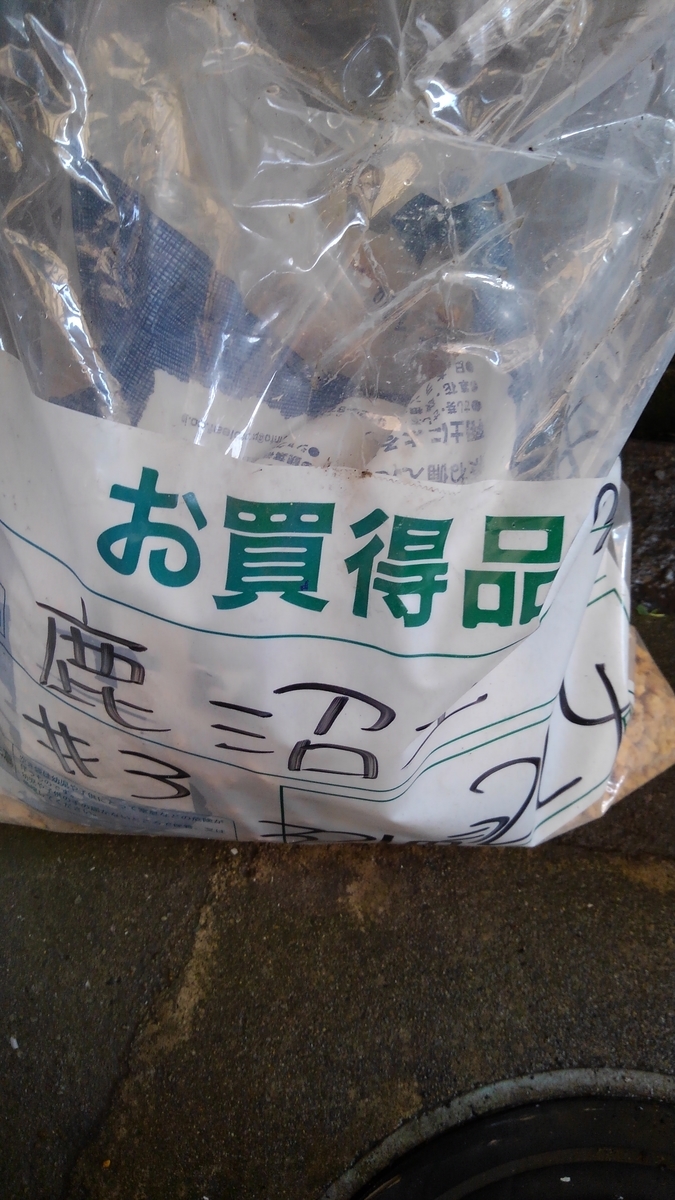 ジンチョウゲの春の挿し木の時期は4月 方法は天芽挿し 面白い旅になるか 定年後から始めた見習い造園工のつれずれ ジンチョウゲの春の挿し木の時期は4月 方法は天芽挿し 面白い旅になるか 定年後から始めた見習い造園工のつれずれ