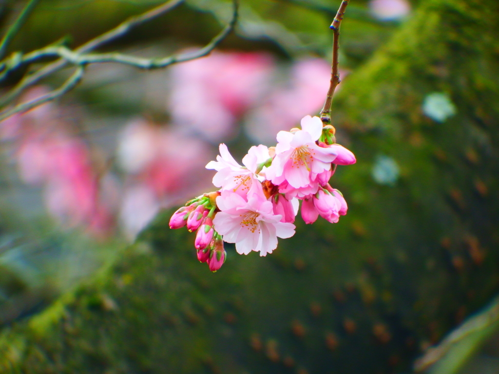 f:id:ac-guitaaar:20180405211436j:plain