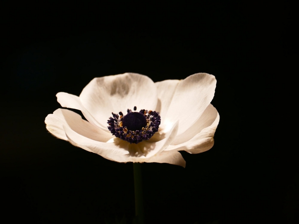 f:id:ac-guitaaar:20180408082601j:plain