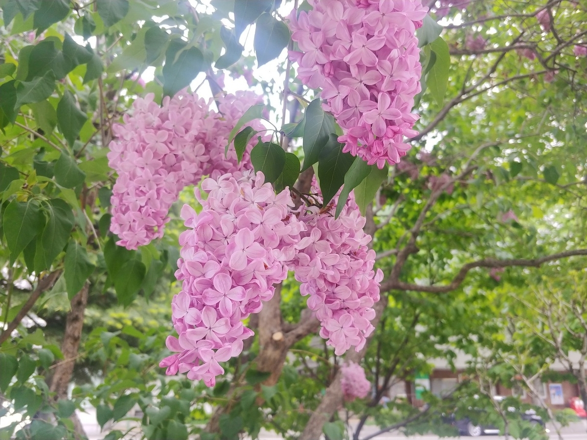 f:id:ac104:20200528155134j:plain