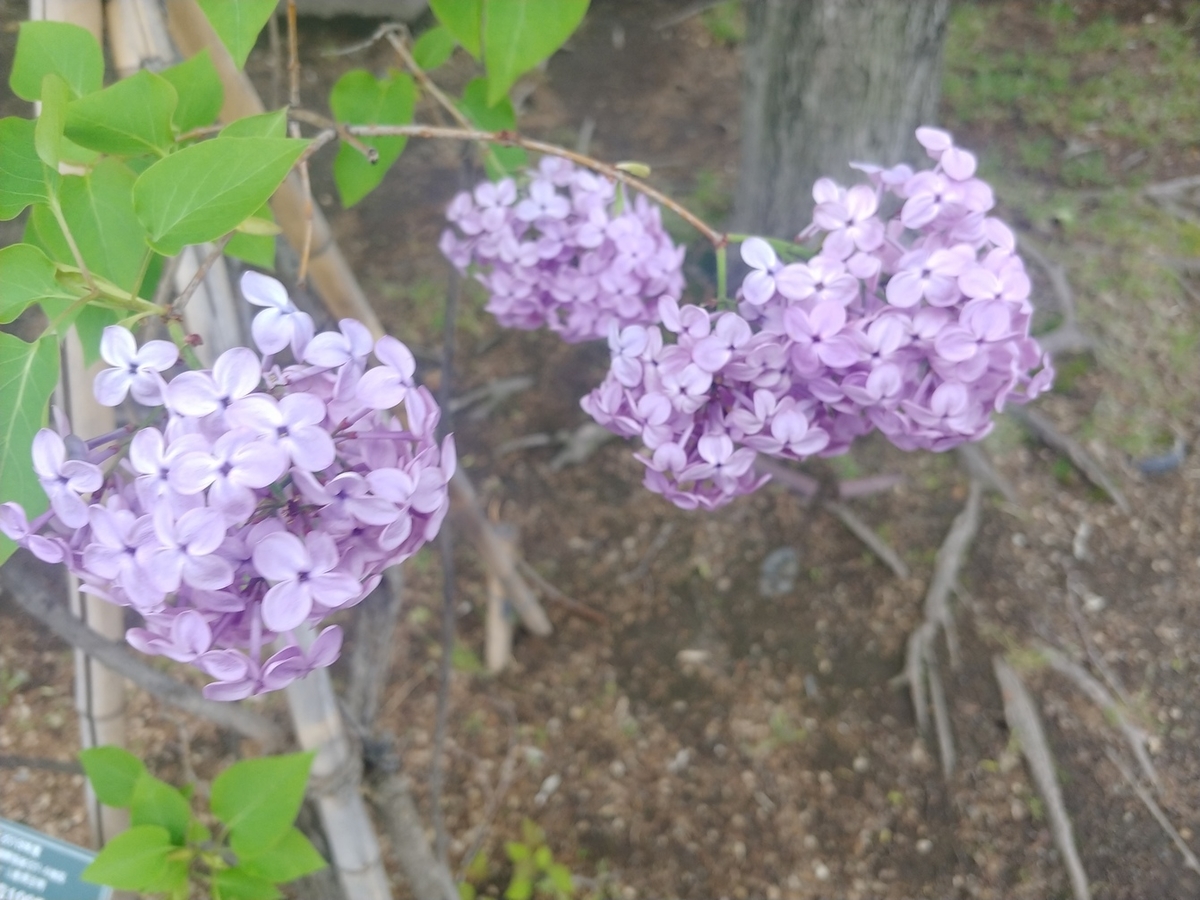 f:id:ac104:20200528155657j:plain