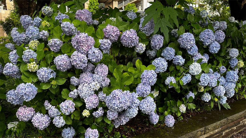 f:id:academij:20240611045158j:image