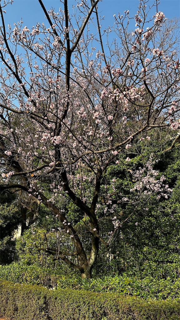 f:id:academij:20250326081300j:image