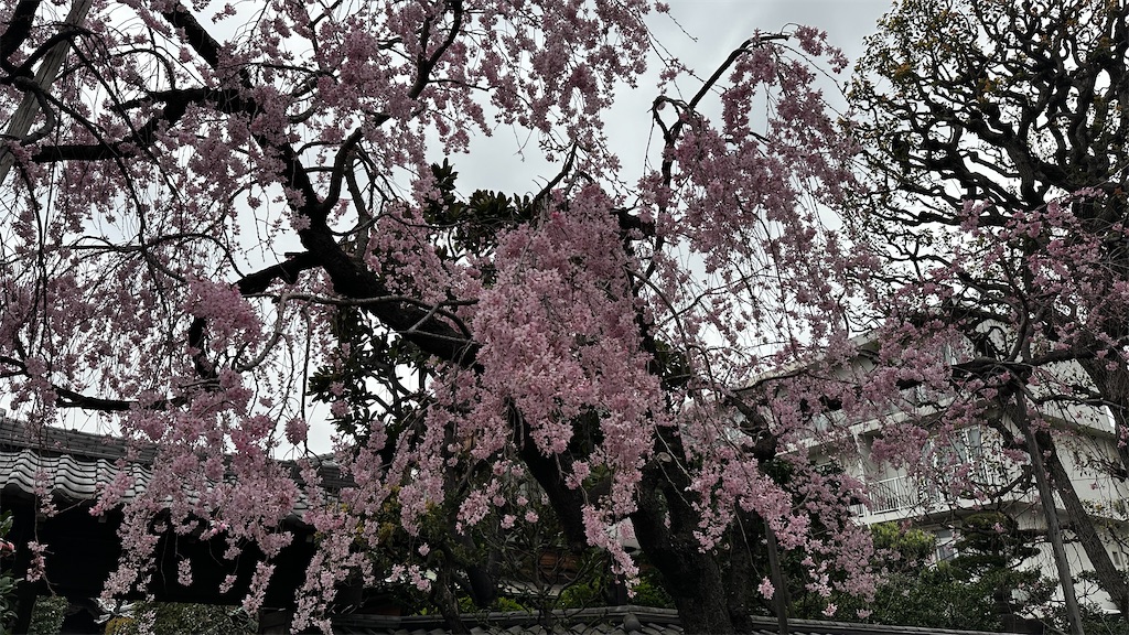 f:id:academij:20250328083059j:image