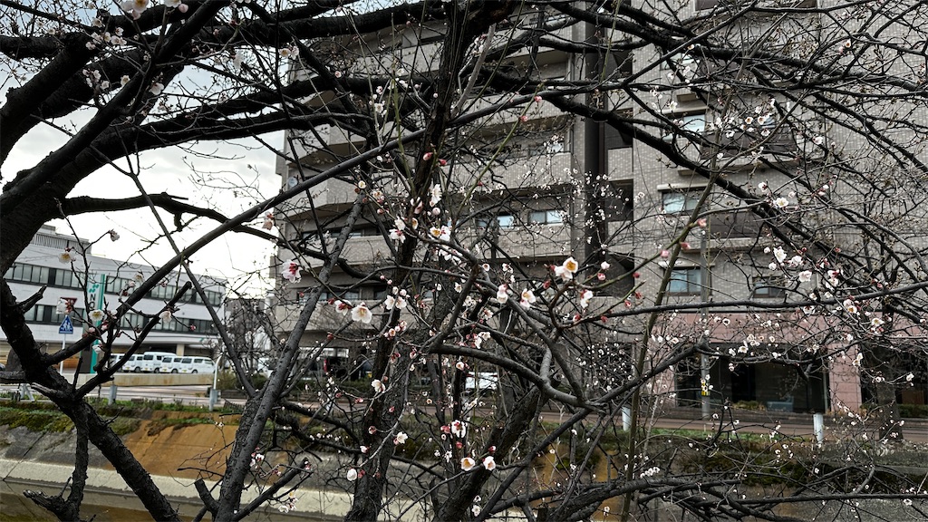 f:id:academij:20250407125645j:image