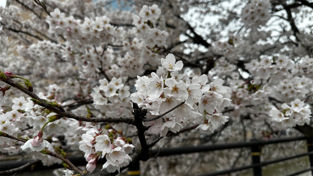 f:id:academij:20250414171901j:image