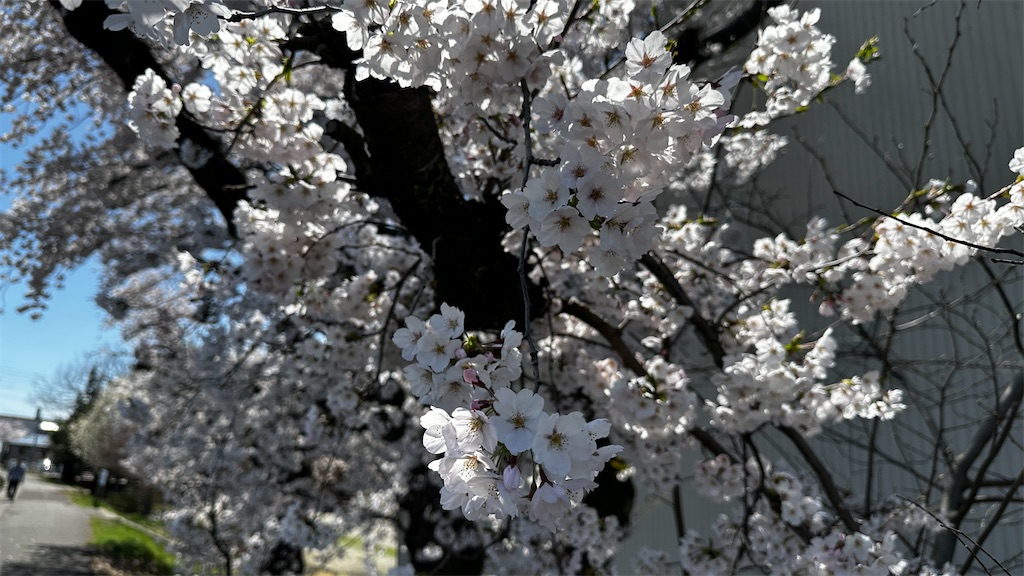 f:id:academij:20250415081612j:image