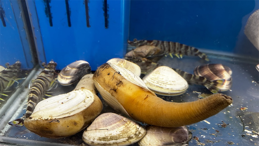 f:id:academij:20260113174219j:image