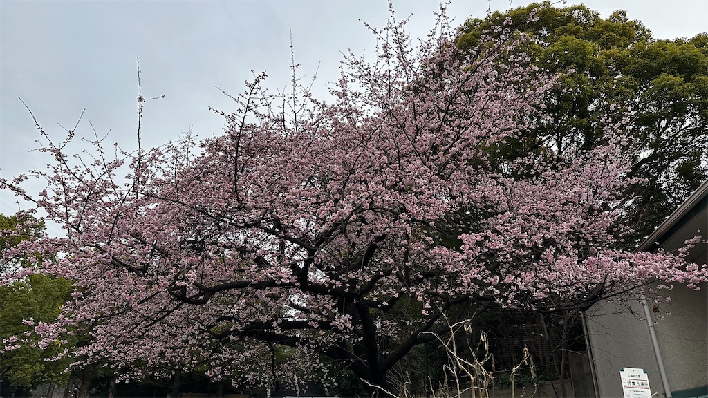 f:id:academij:20260301190255j:image