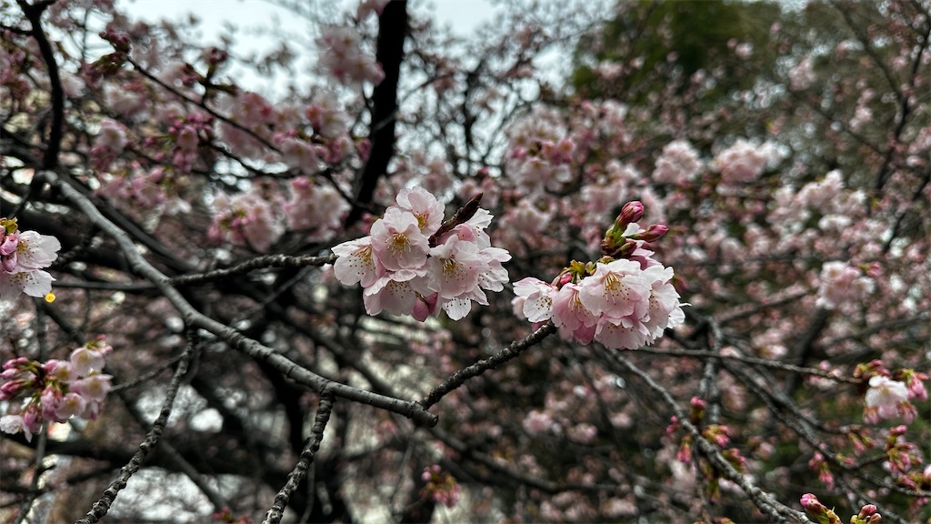 f:id:academij:20260301190315j:image
