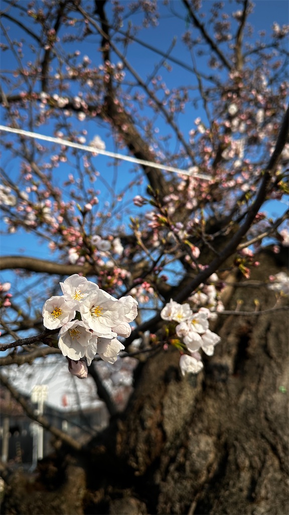 f:id:academij:20260404085750j:image