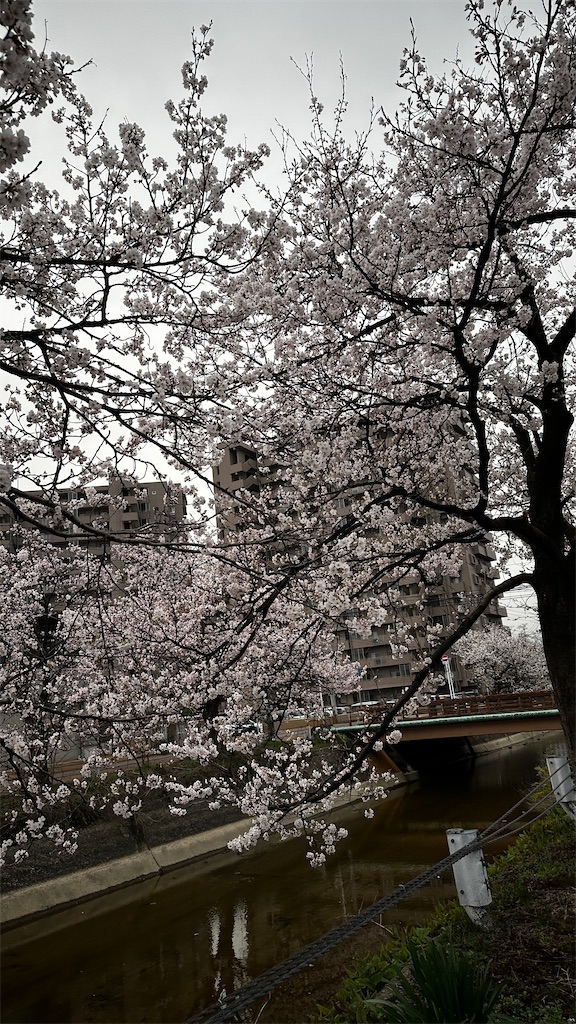 f:id:academij:20260406022316j:image