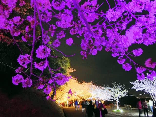 須磨浦公園の夜桜