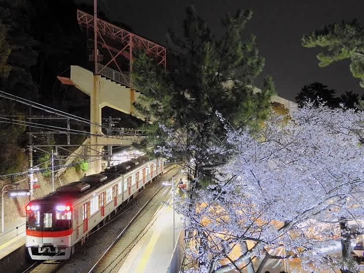 須磨浦公園の夜桜