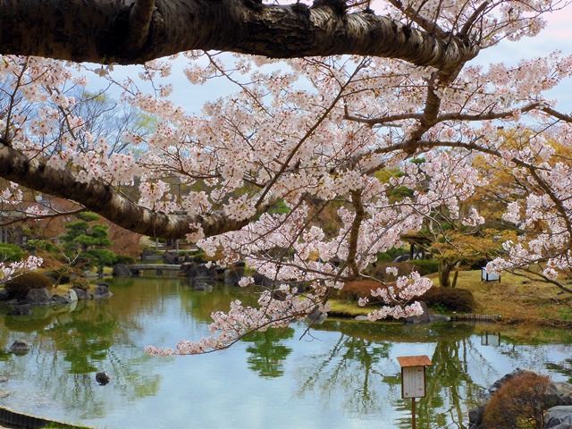 桜2