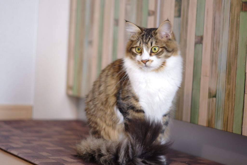 f:id:acceler-kijishiro:20190111124436j:plain