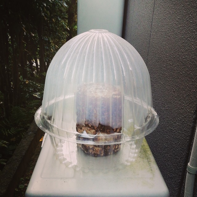 f:id:acchikocchiitiza:20201109135930j:image