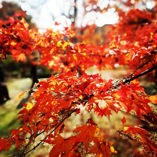 f:id:acchikocchiitiza:20201114141138j:image f:id:acchikocchiitiza:20201114141138j:image