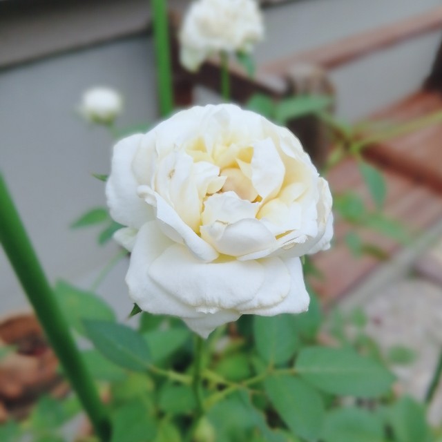 f:id:acchikocchiitiza:20220905151512j:image f:id:acchikocchiitiza:20220905151512j:image