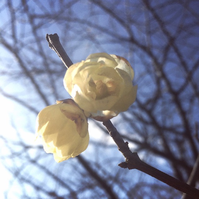 f:id:acchikocchiitiza:20230121161216j:image