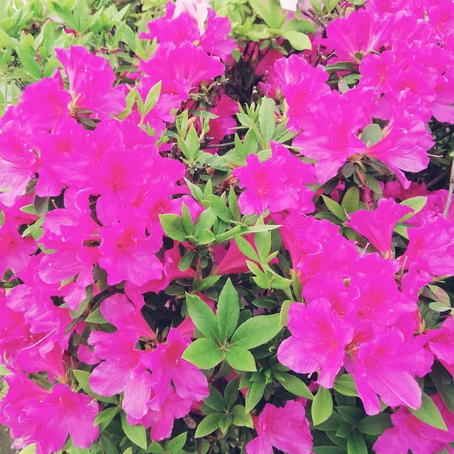 f:id:acchikocchiitiza:20230412142759j:image f:id:acchikocchiitiza:20230412142759j:image
