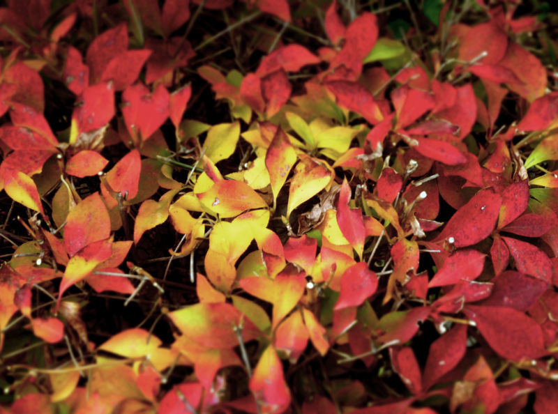 中央に黄色が差している紅葉の写真