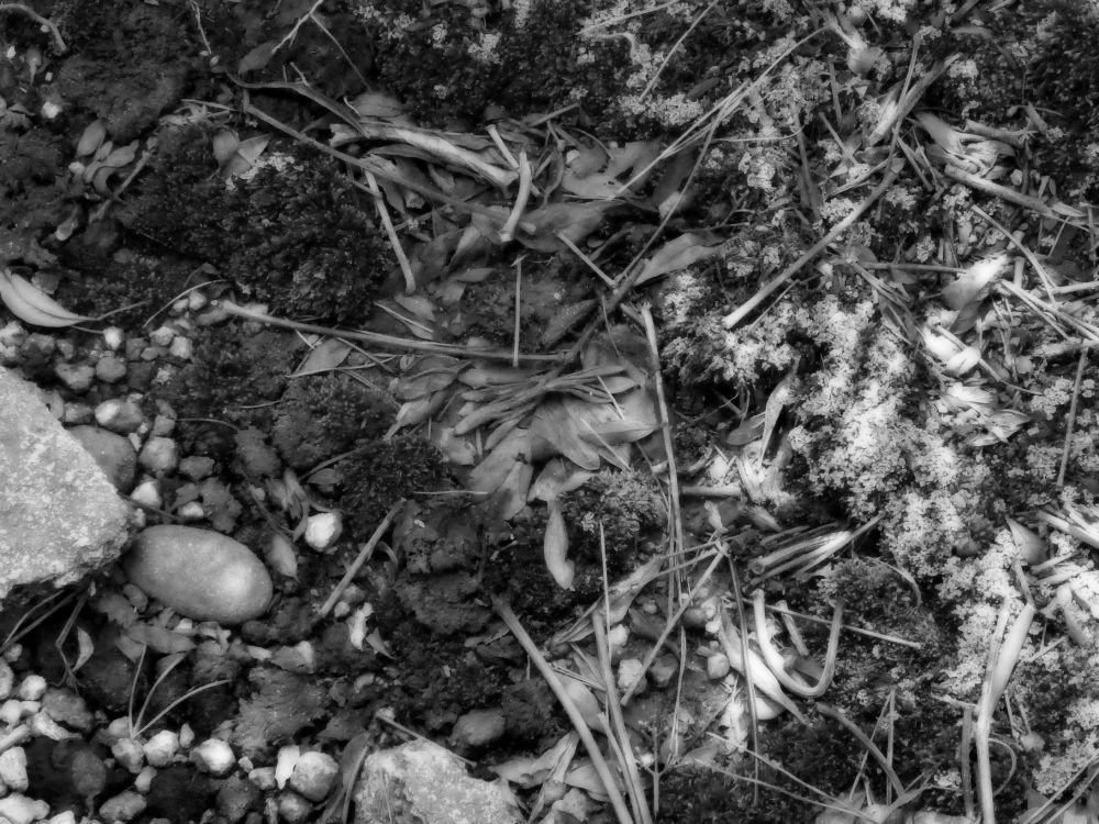 モノクロ写真 苔と小石と小枝と落ち葉が散りばめられた地面