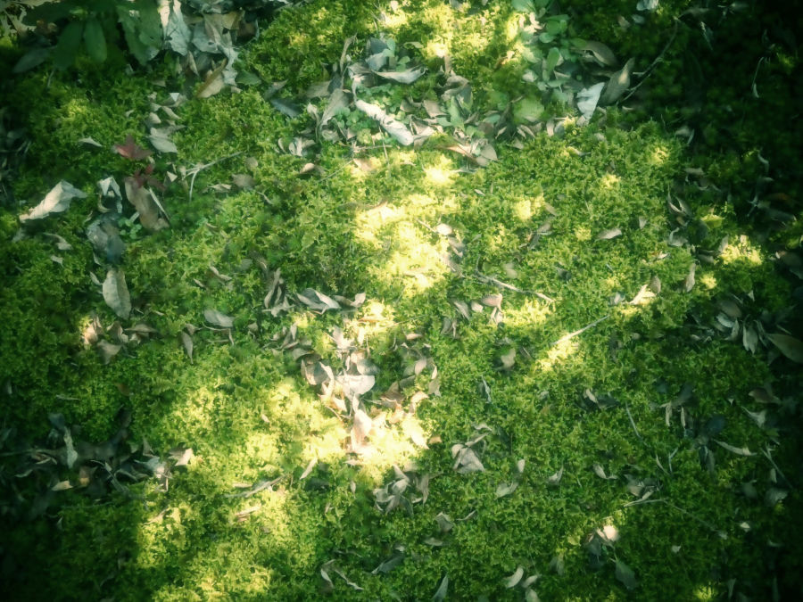 写真撮影 木漏れ日の光で煌く苔の絨毯