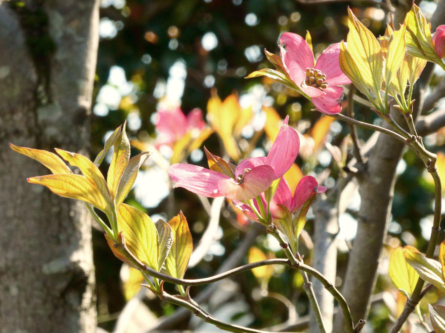写真撮影 玉ボケの日光に照らされた花々