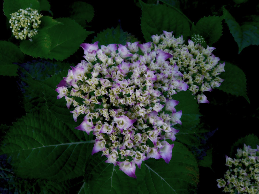 夜の写真撮影 色付き始める紫陽花