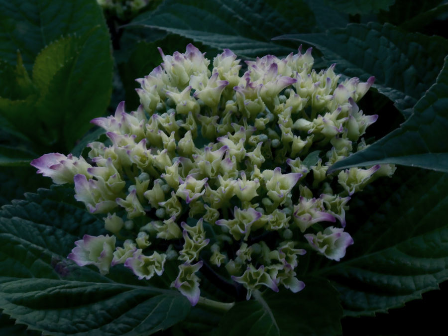 夜の写真撮影 質感を際立たせた咲き始めの紫陽花