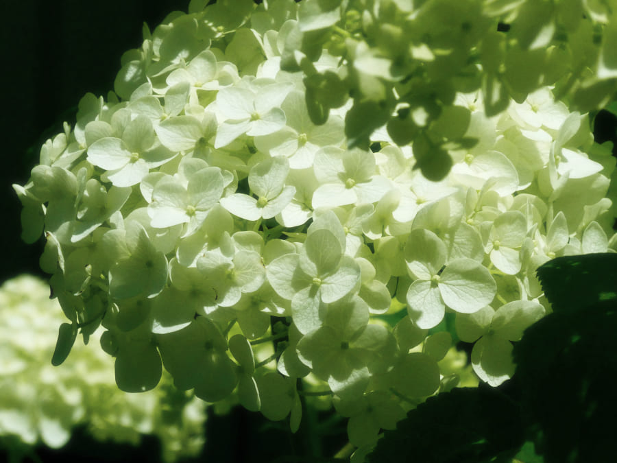 写真撮影 白い紫陽花