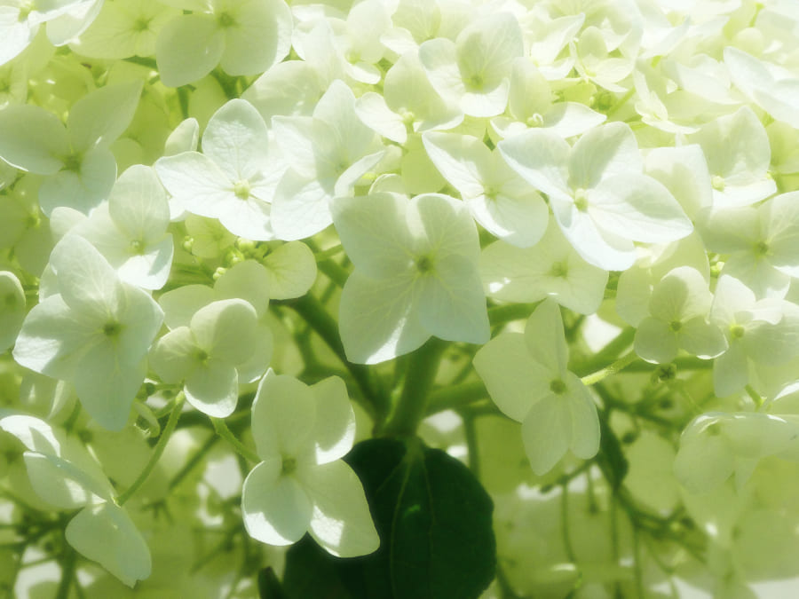 写真撮影 優しい緑の光に包まれる白い紫陽花