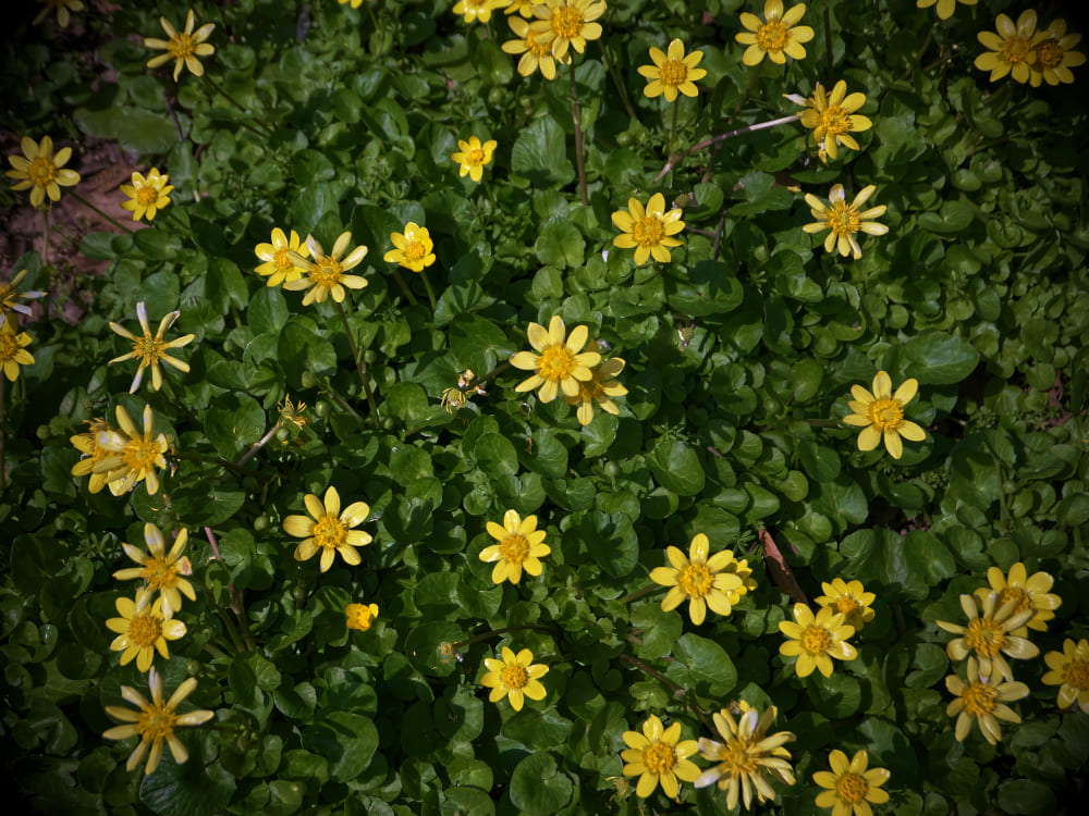 黄色の花畑を撮影