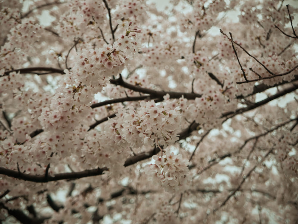 雨の日の桜2