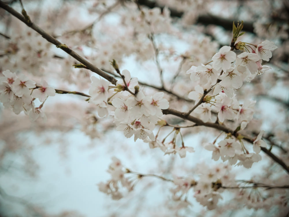 淡い桜の枝