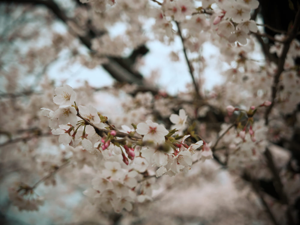 大きくボケた桜