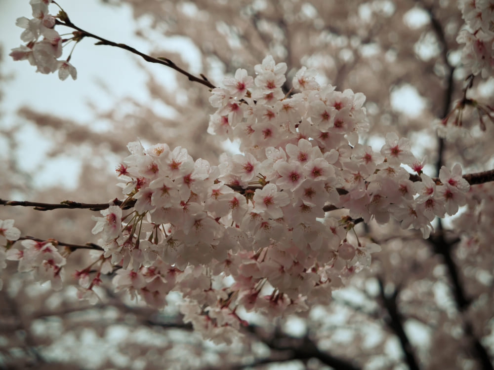 雨に濡れた桜