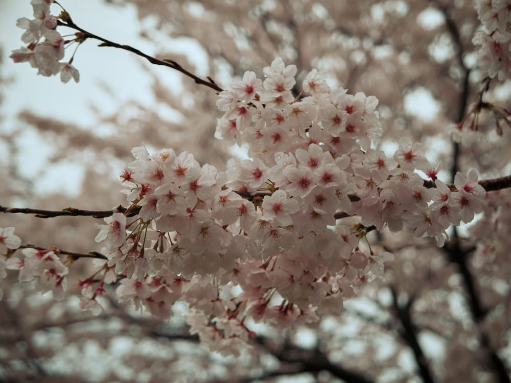 雨の日の桜5