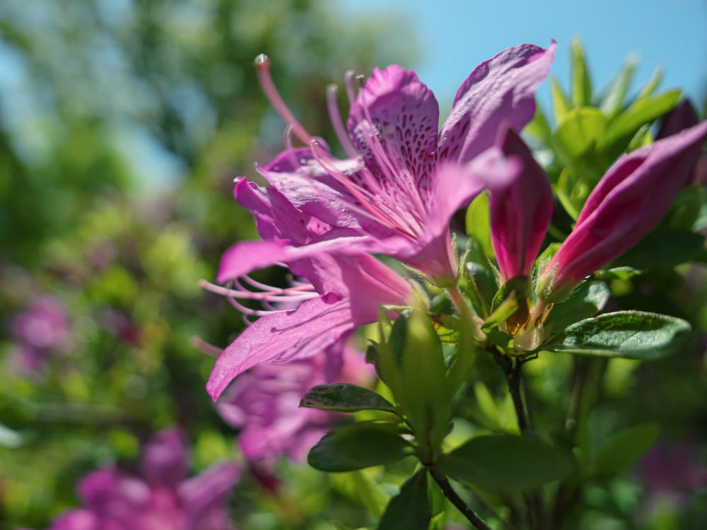 ツツジの花