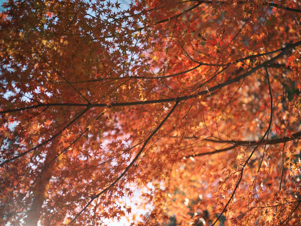 日光と紅葉