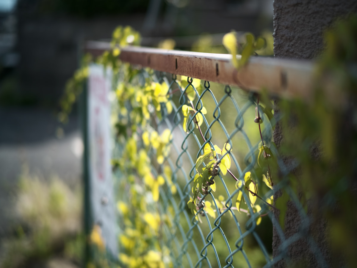 日光に照らされるフェンスと植物