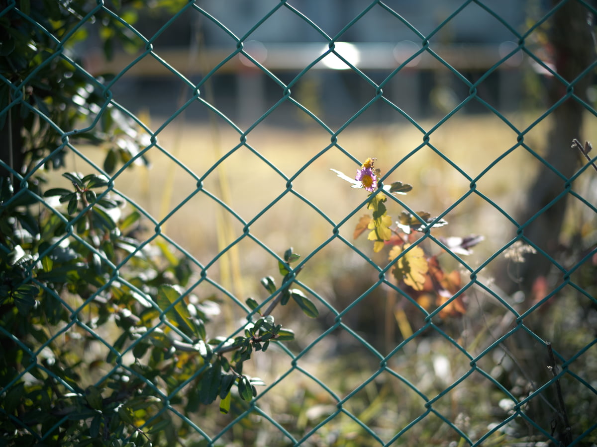 公園のフェンスと植物たち