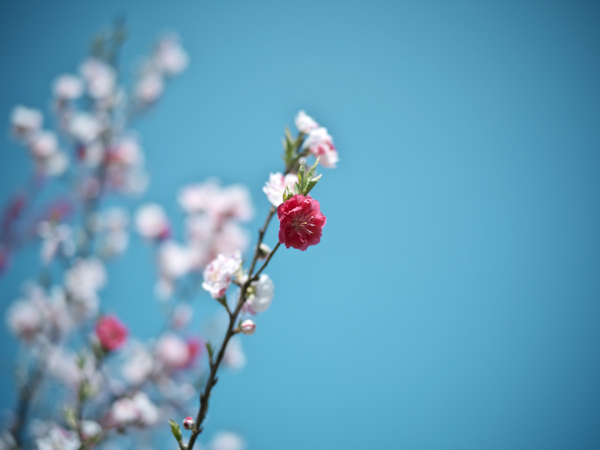 紅白の梅の花と青空